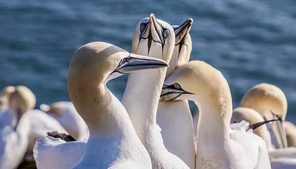 巴萨主场零封马竞，门将特尔施特根完成七连零封，巴萨 丰特