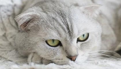 KPL战队团队配合默契升级，kpl队伍是什么意思