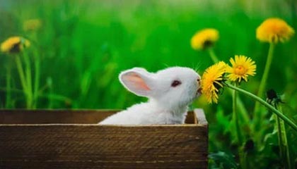 体育新闻中心深化体育新媒体内容智能推荐研究，体育移动新媒体